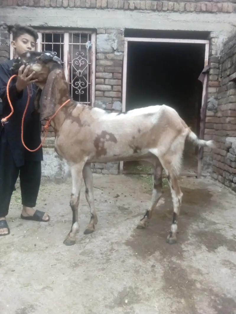 Goat for sale / Bakri 03125111601 — photo 2