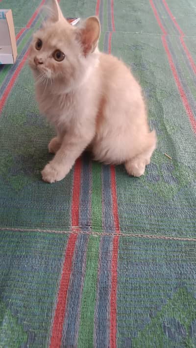 cute male