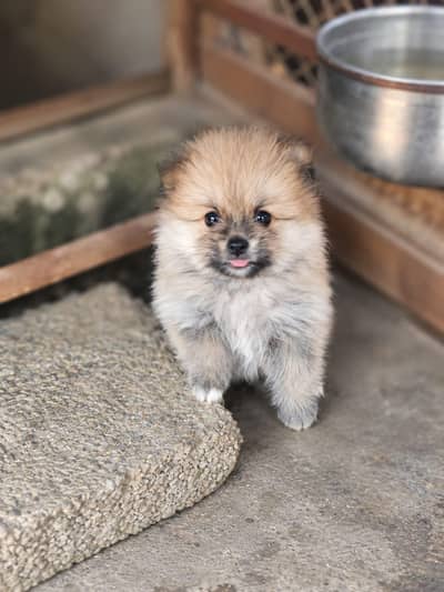 Pomeranian Female Puppy