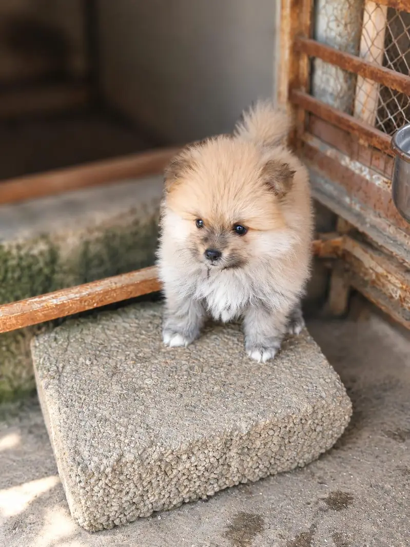 Pomeranian Female Puppy — photo 2