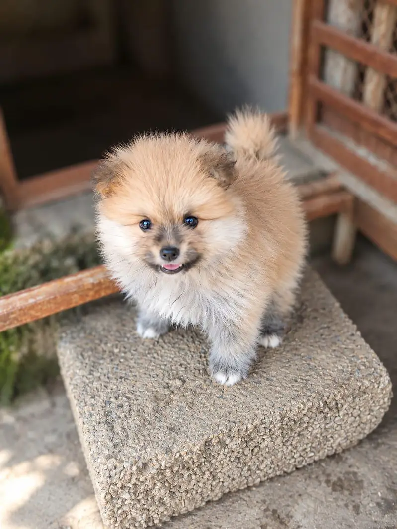 Pomeranian Female Puppy — photo 3