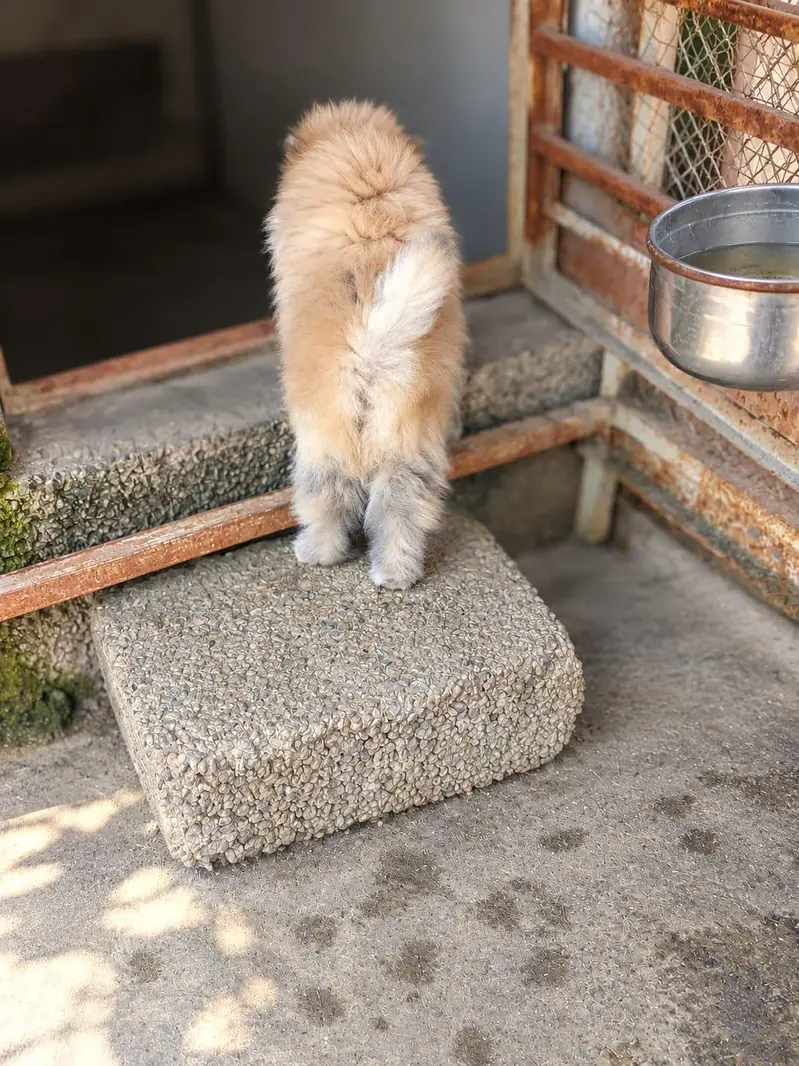 Pomeranian Female Puppy — photo 4