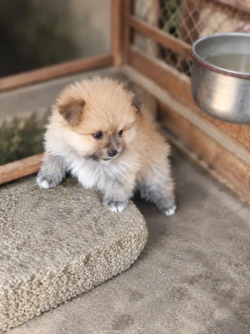 Pomeranian Female Puppy — photo 5