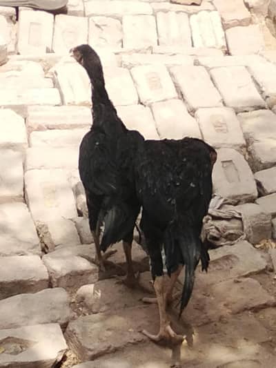 aseel murga for sale
