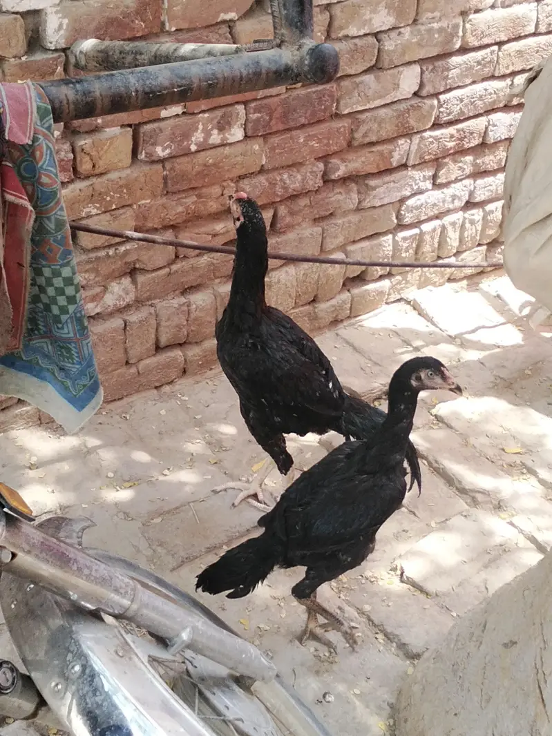 aseel murga for sale — photo 2