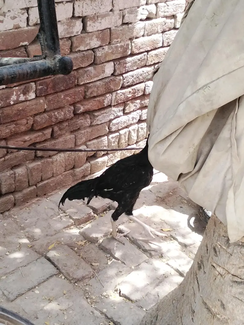 aseel murga for sale — photo 3