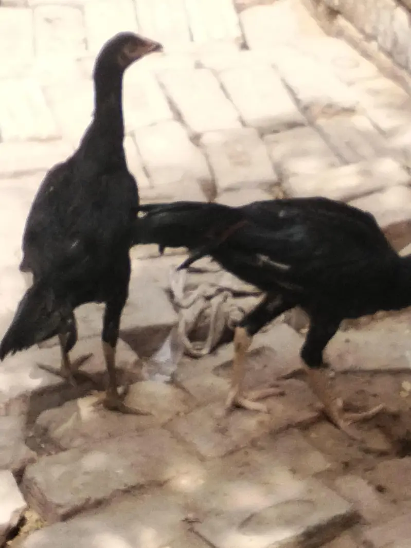 aseel murga for sale — photo 4
