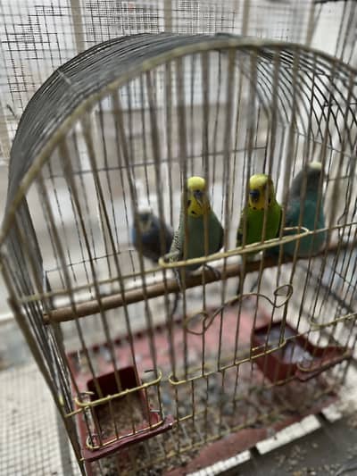 2 Pairs of Healthy Parrots with Cage for Sale
