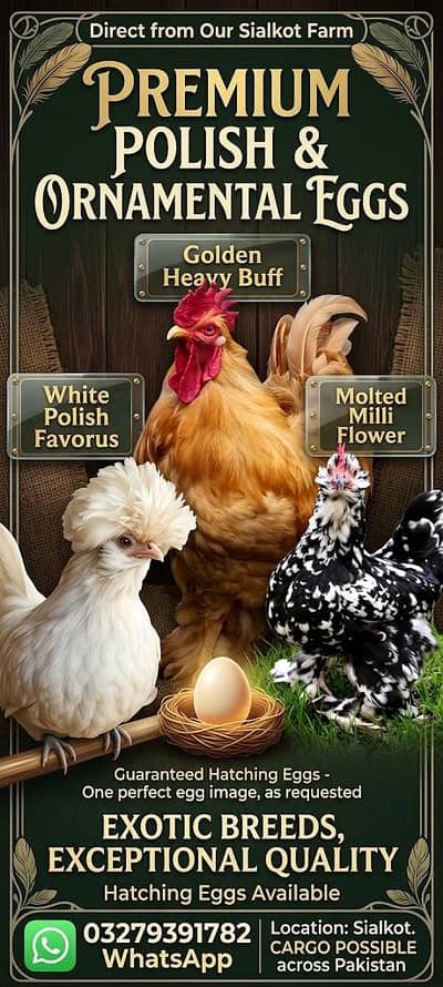 Fancy Eggs Golden Heavy Buff/White Polish/Molted Milli