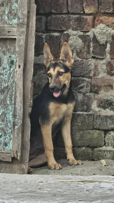 GERMAN SHEPHERD PUPPY ( SIGLE COAT)