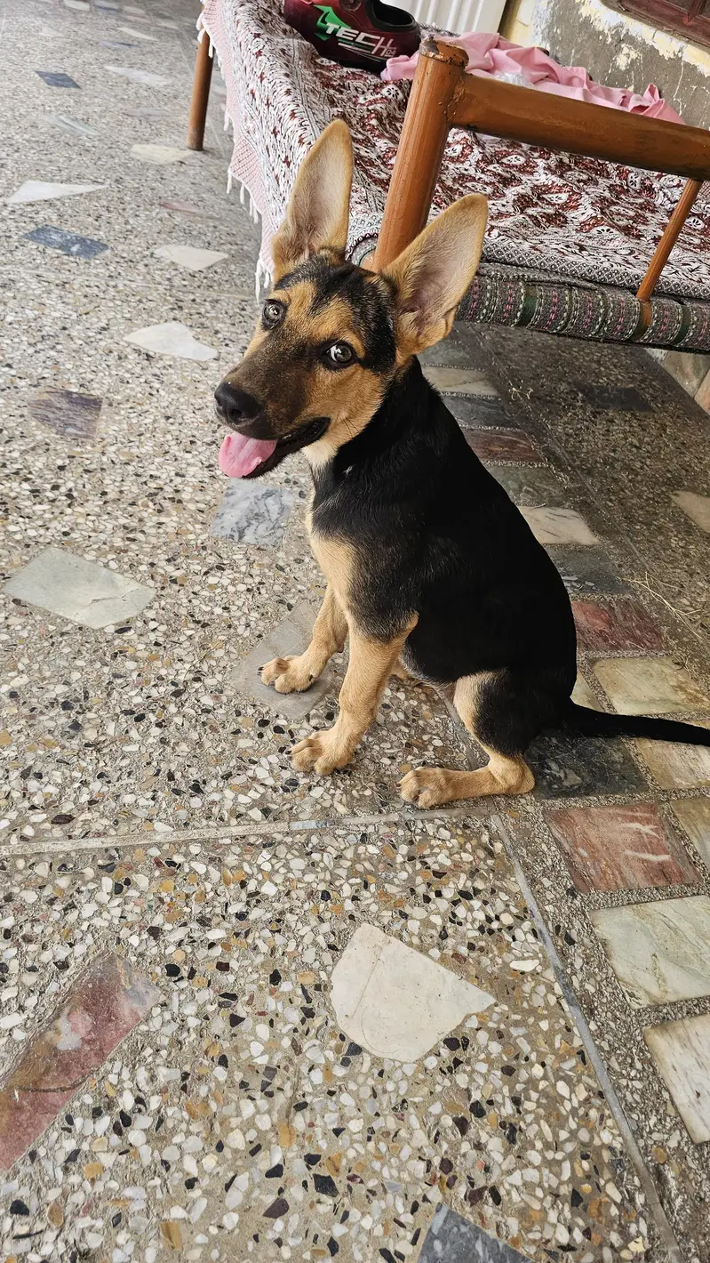 GERMAN SHEPHERD PUPPY ( SINGLE COAT) — photo 2