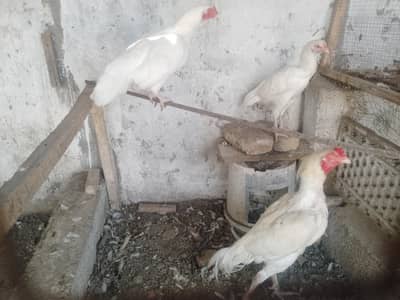 PREMIUM WHITE HEERA — COMPLETE SET FOR SALE
