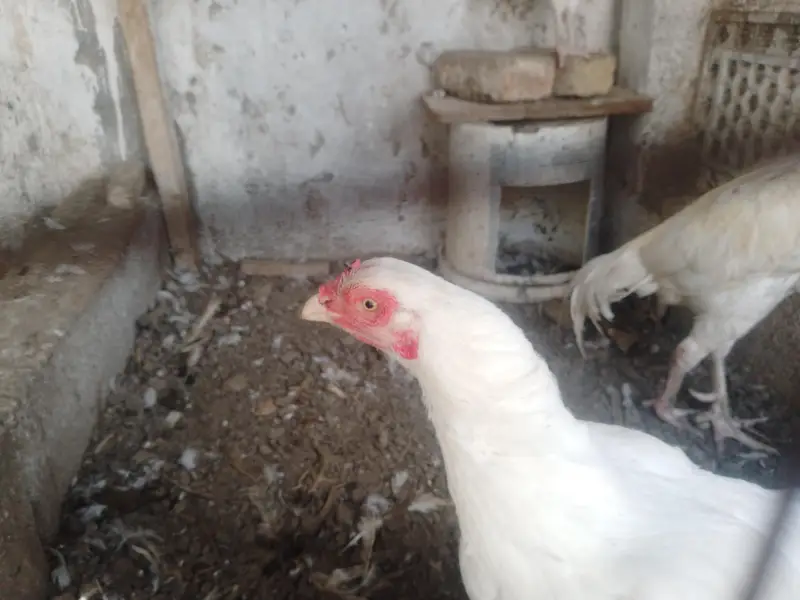 PREMIUM WHITE HEERA — COMPLETE SET FOR SALE — photo 2