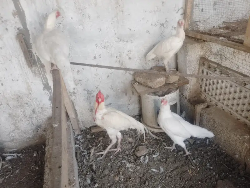 PREMIUM WHITE HEERA — COMPLETE SET FOR SALE — photo 5