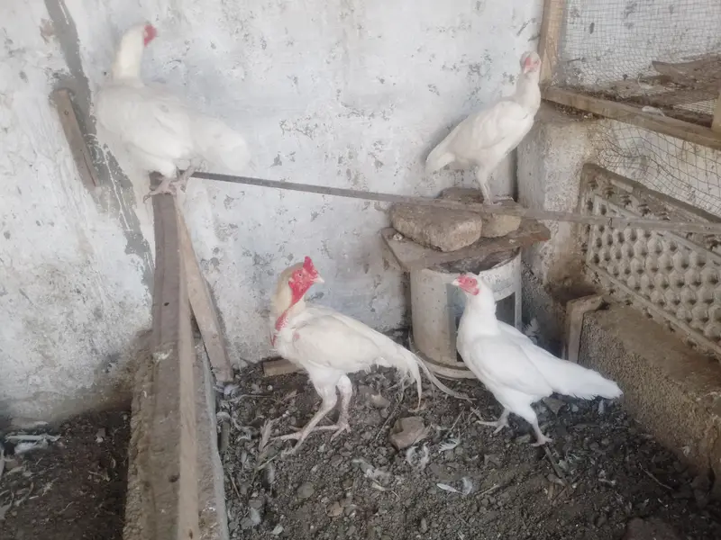 PREMIUM WHITE HEERA — COMPLETE SET FOR SALE — photo 6
