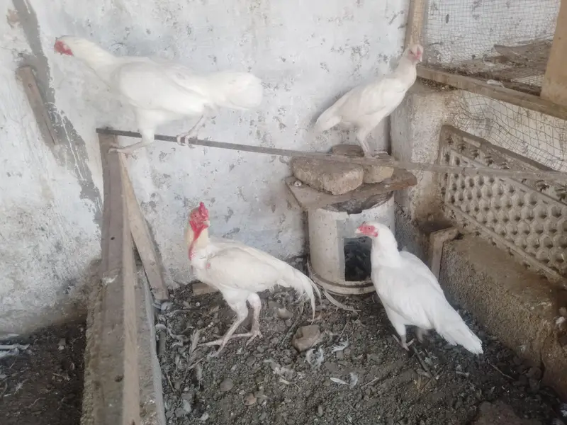 PREMIUM WHITE HEERA — COMPLETE SET FOR SALE — photo 7