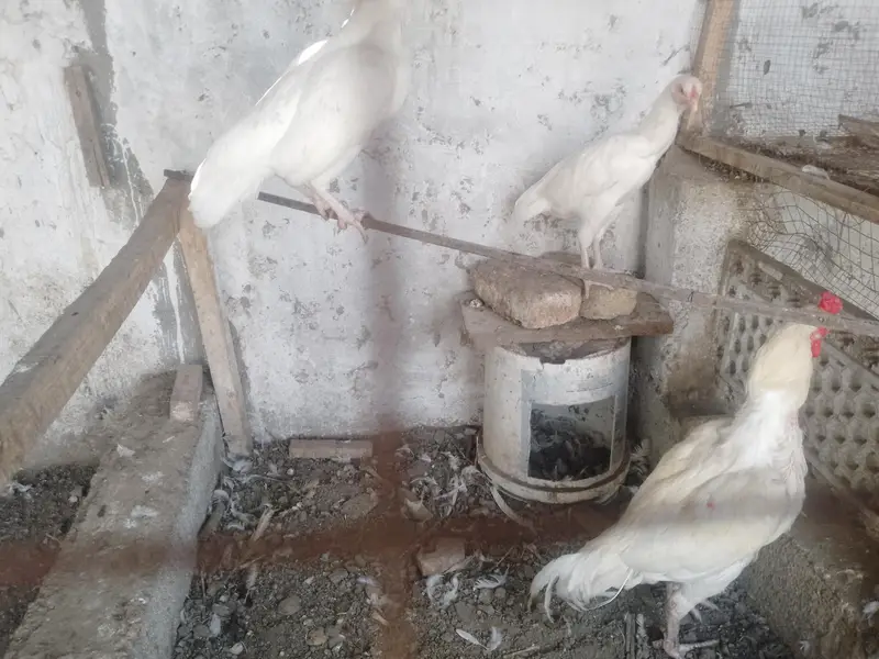 PREMIUM WHITE HEERA — COMPLETE SET FOR SALE — photo 9