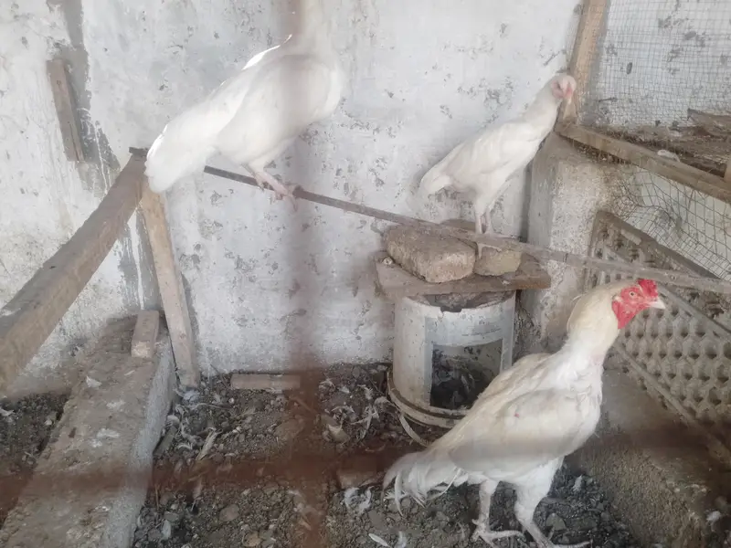 PREMIUM WHITE HEERA — COMPLETE SET FOR SALE — photo 10