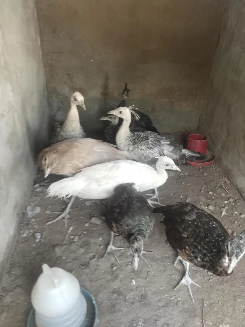 all mutations available 7000 per piece age 3 month 03213551584 wts — photo 2