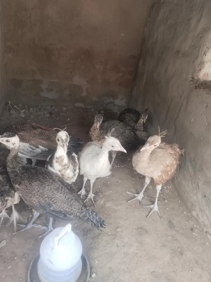 all mutations available 7000 per piece age 3 month 03213551584 wts — photo 3