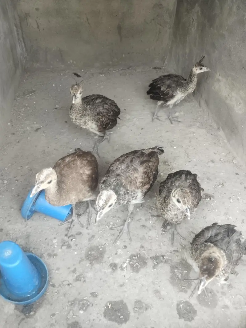 all mutations available 7000 per piece age 3 month 03213551584 wts — photo 4