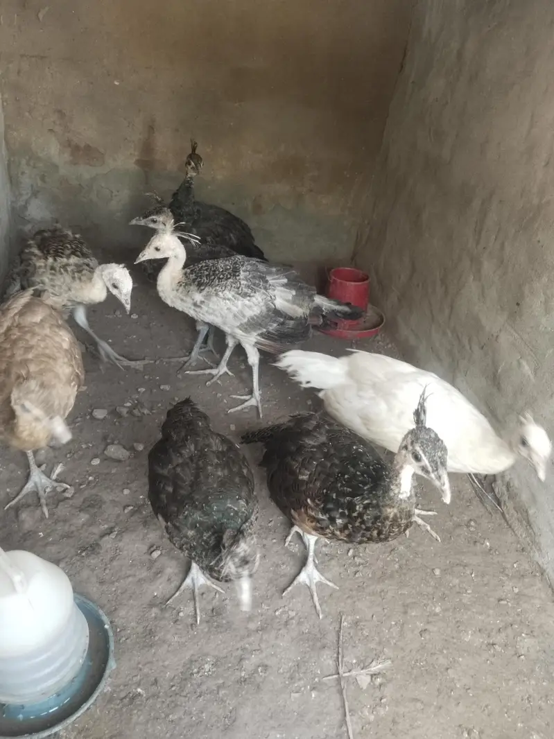 all mutations available 7000 per piece age 3 month 03213551584 wts — photo 5