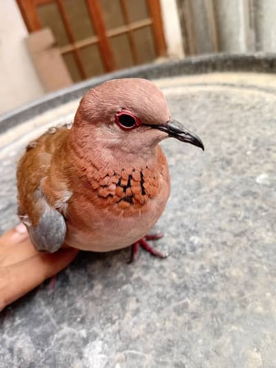 Beautiful Wild Dove Red