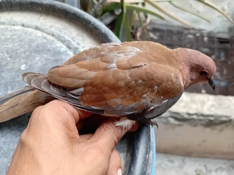 Beautiful Wild Dove Red — photo 2