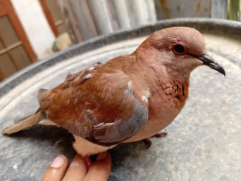 Beautiful Wild Dove Red — photo 3