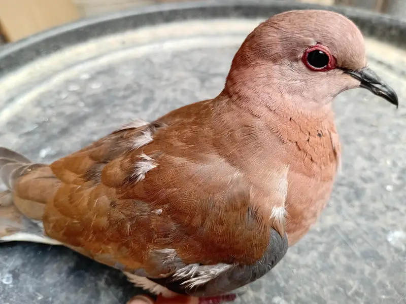 Beautiful Wild Dove Red — photo 5
