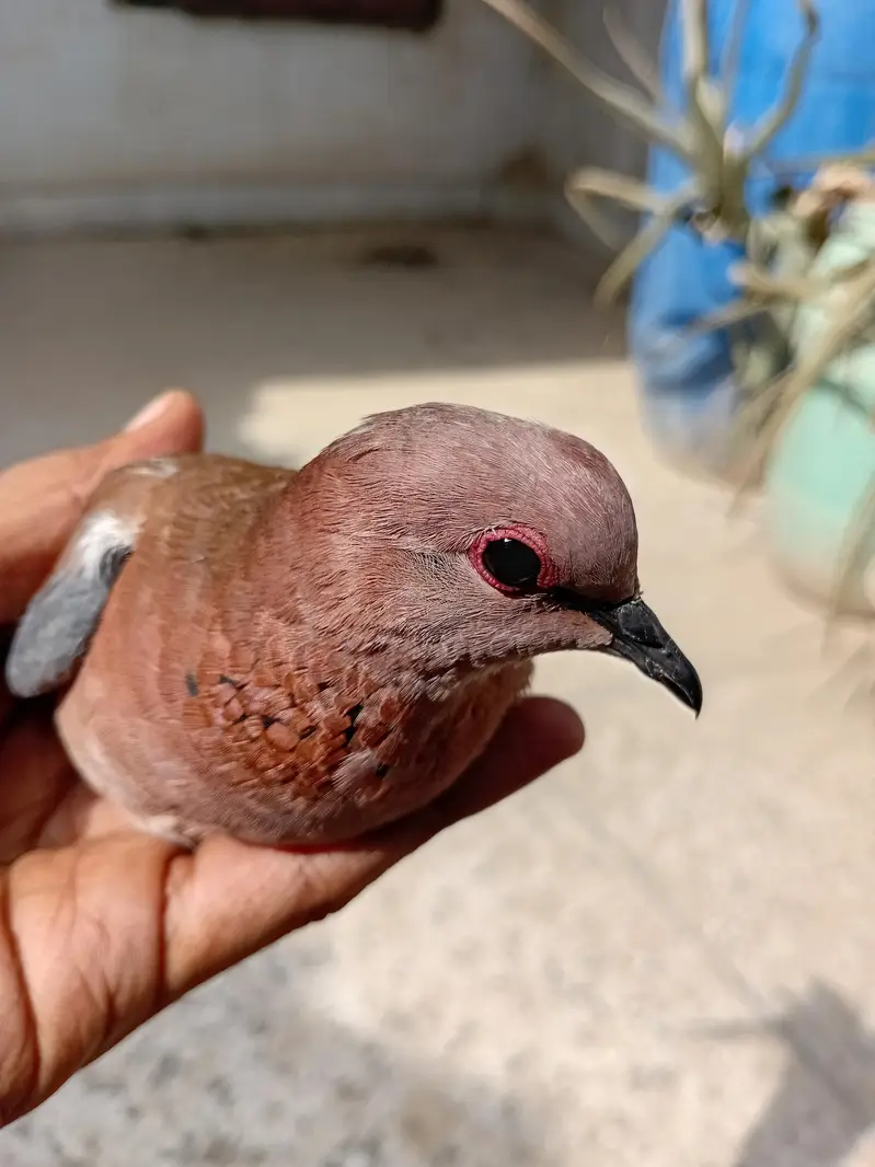 Beautiful Wild Dove Red — photo 6