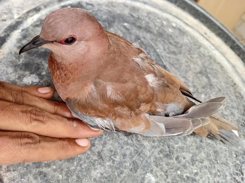 Beautiful Wild Dove Red — photo 7