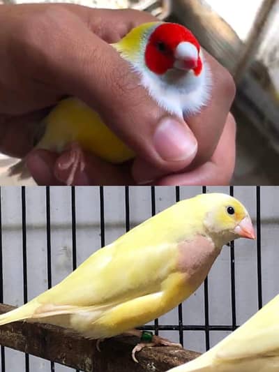 Spanish line Gouldian Finch