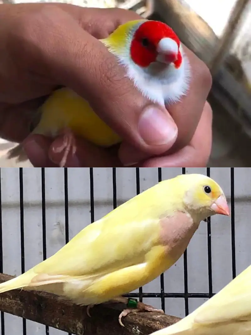 Spanish line Gouldian Finch