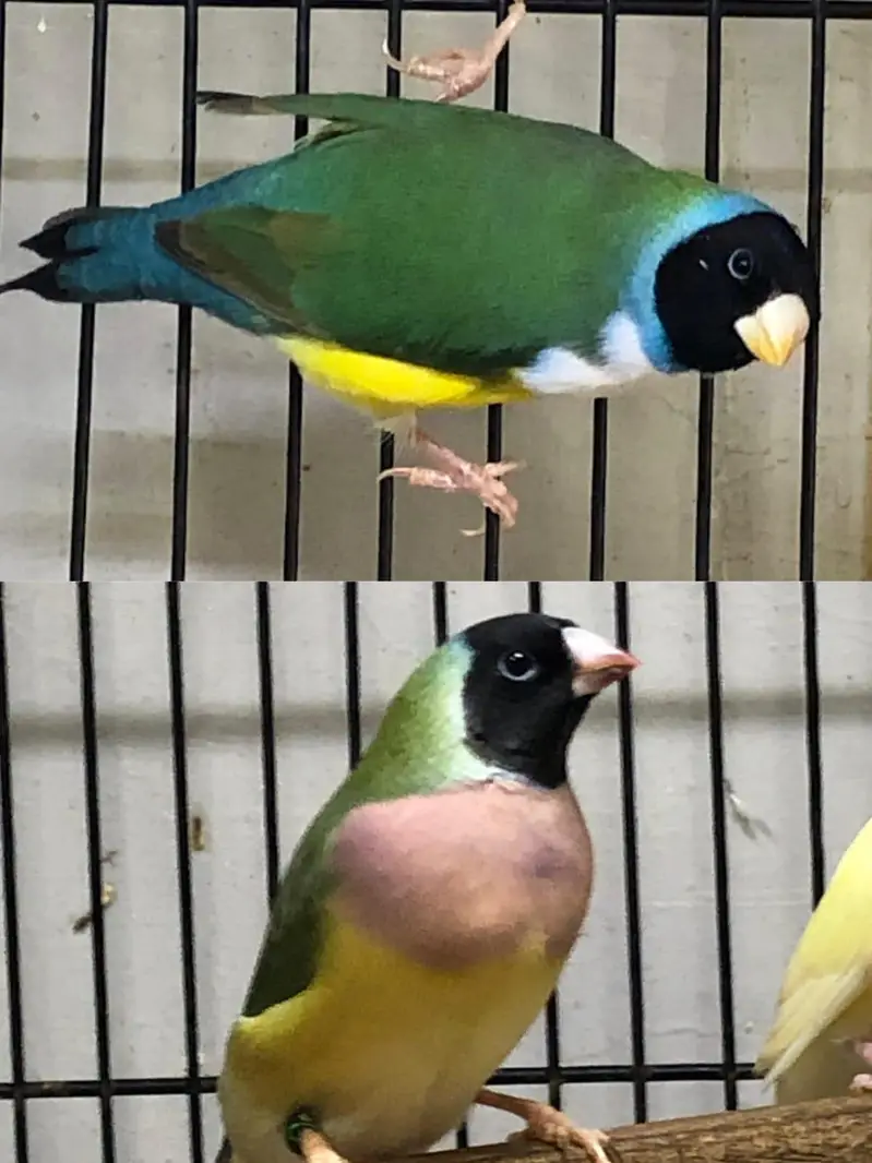 Spanish line Gouldian Finch — photo 2