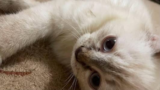 ragdoll breed