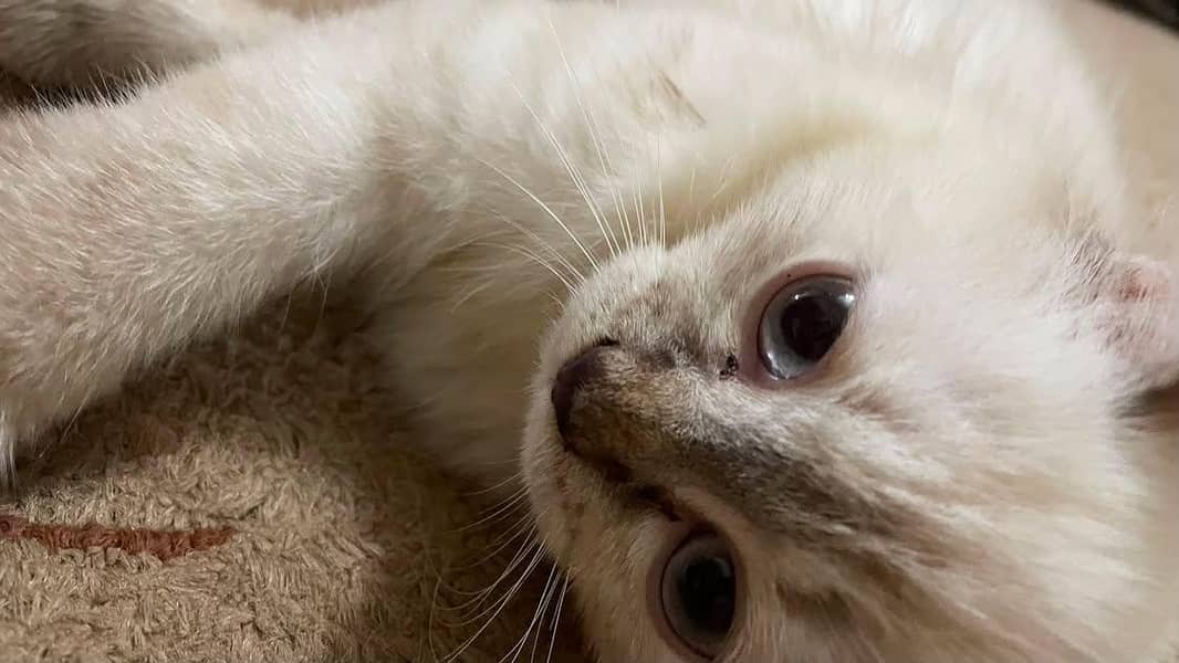 ragdoll breed 0