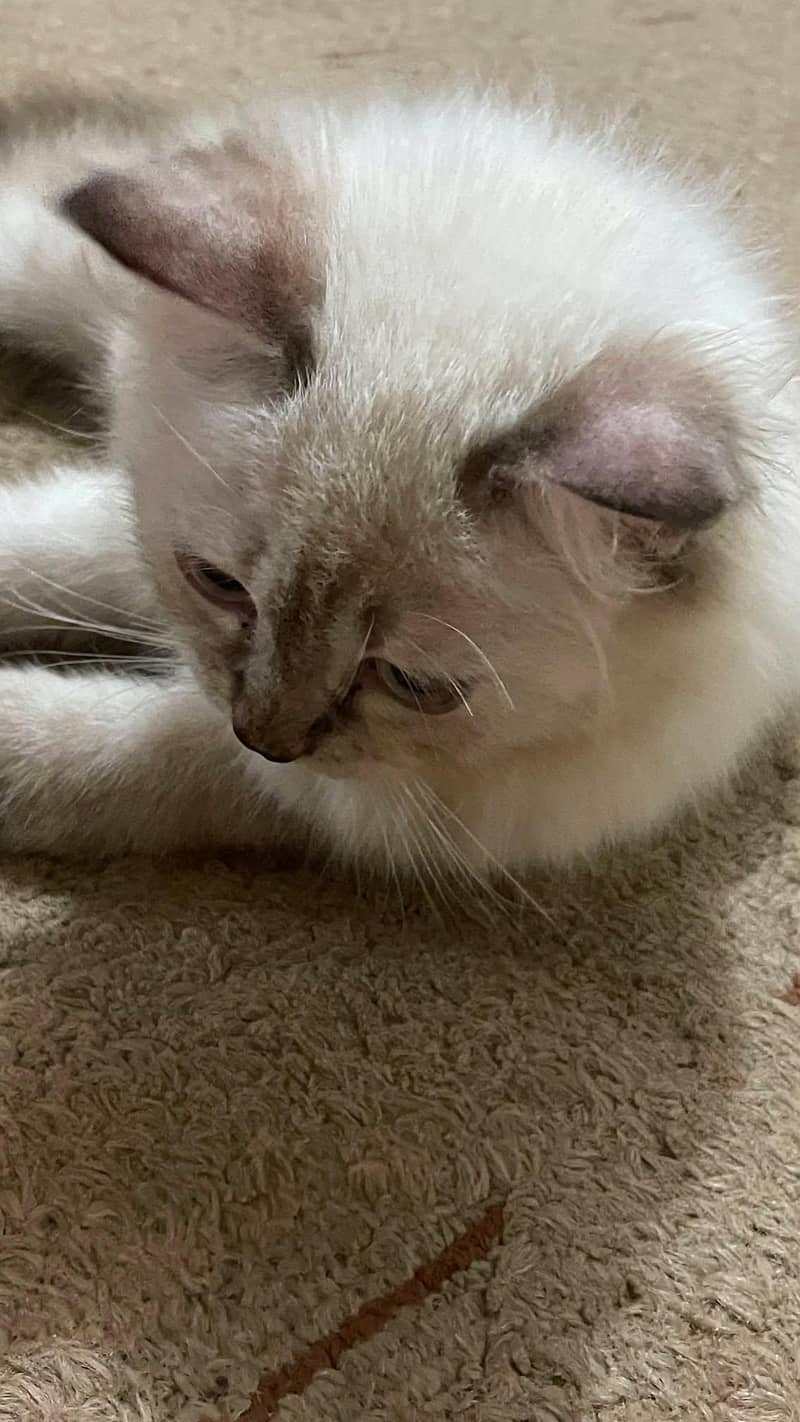 ragdoll breed 1
