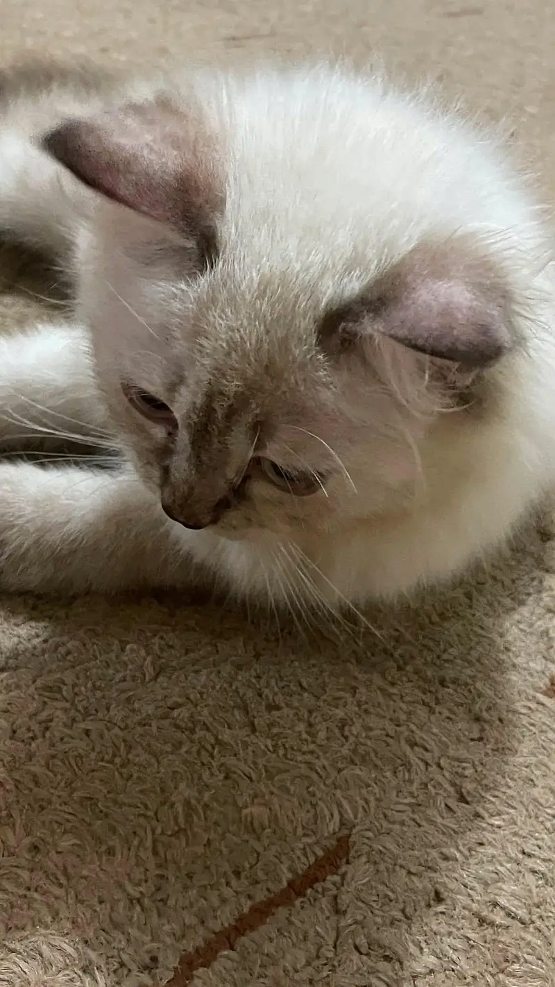ragdoll breed — photo 2