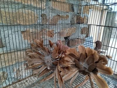 yellow and red  fantails semi adults pegions