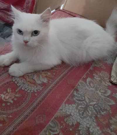 Persian cat