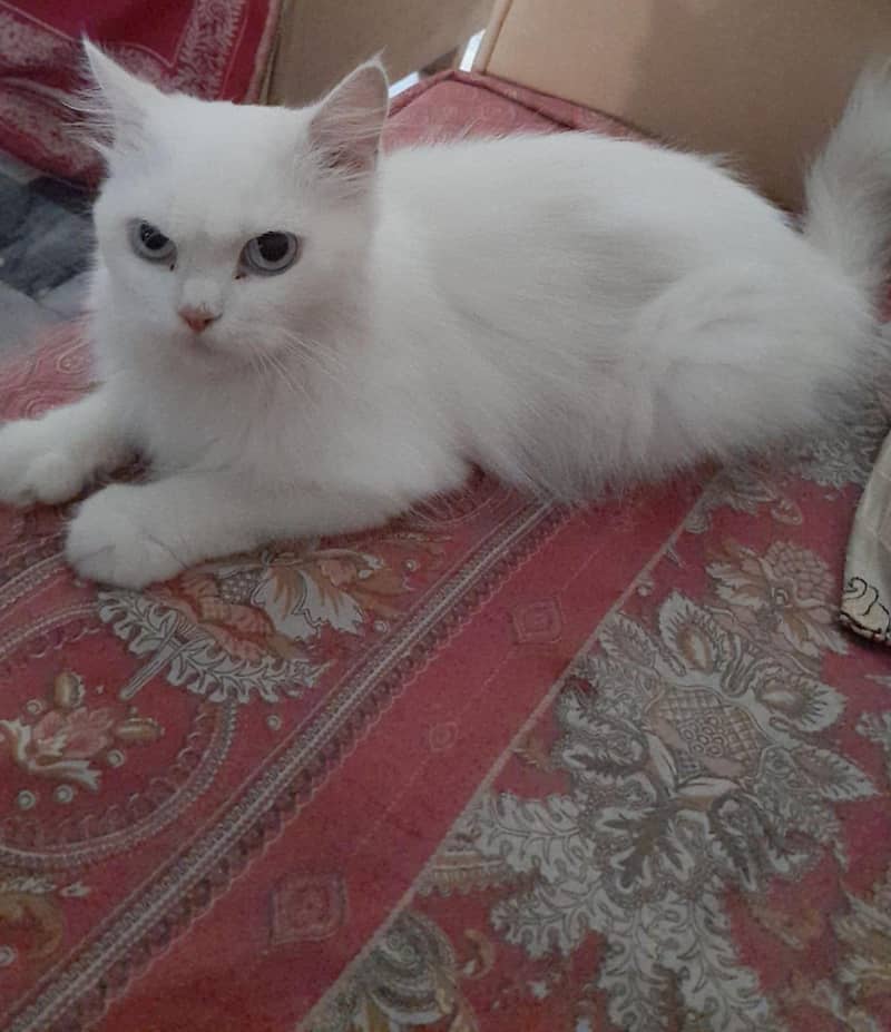 Persian cat 0