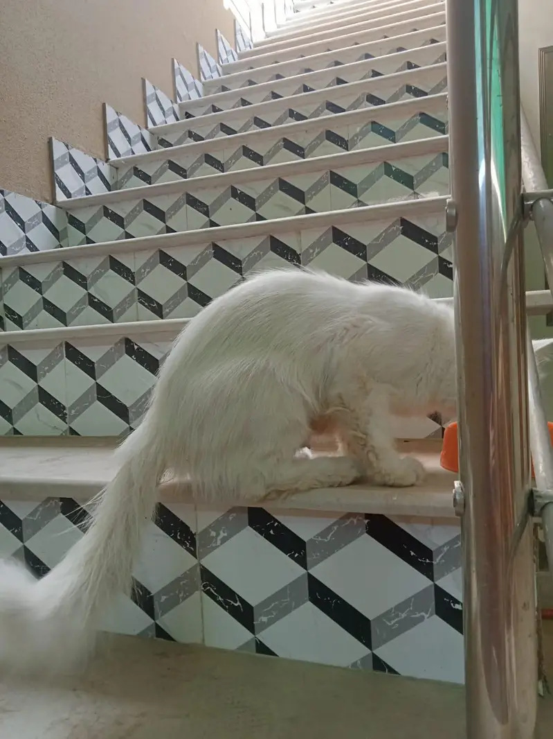 Persian cat — photo 2
