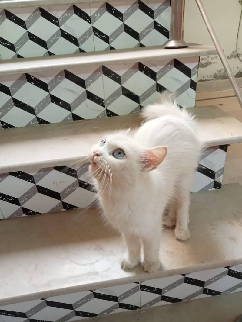 Persian cat 2