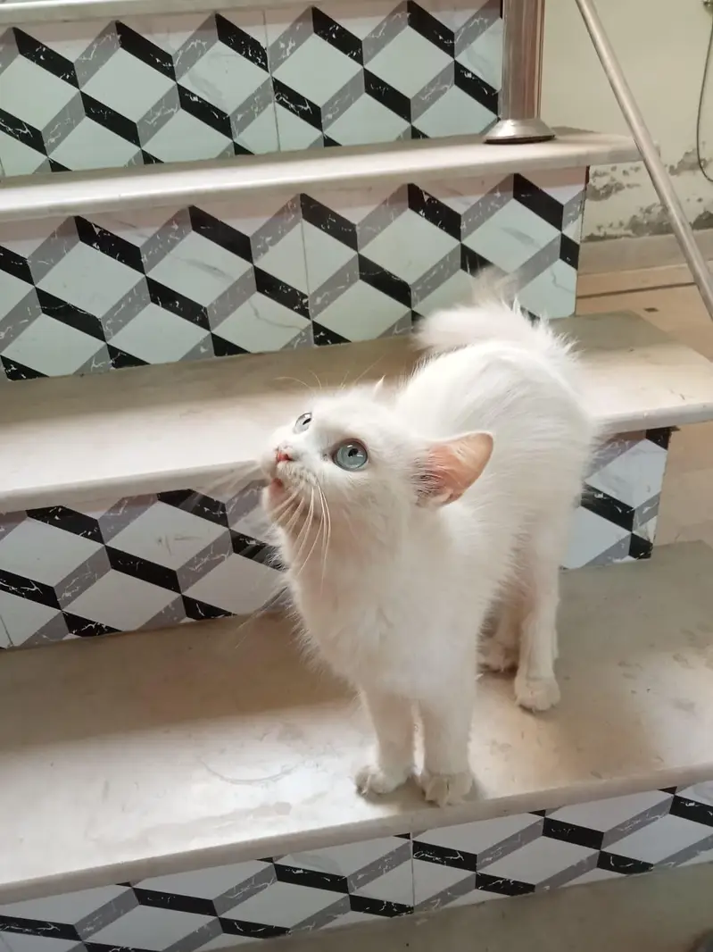 Persian cat — photo 3