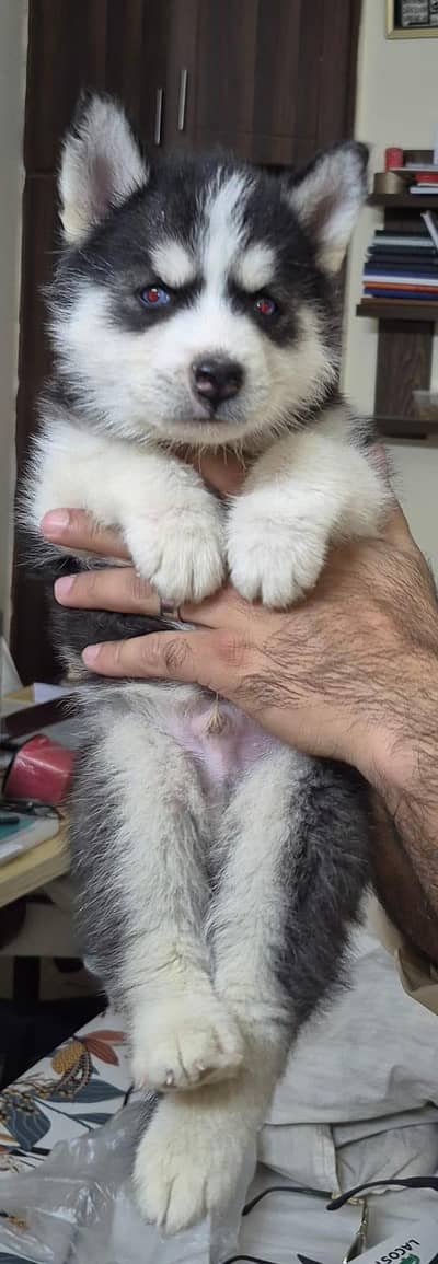 Siberian Husky