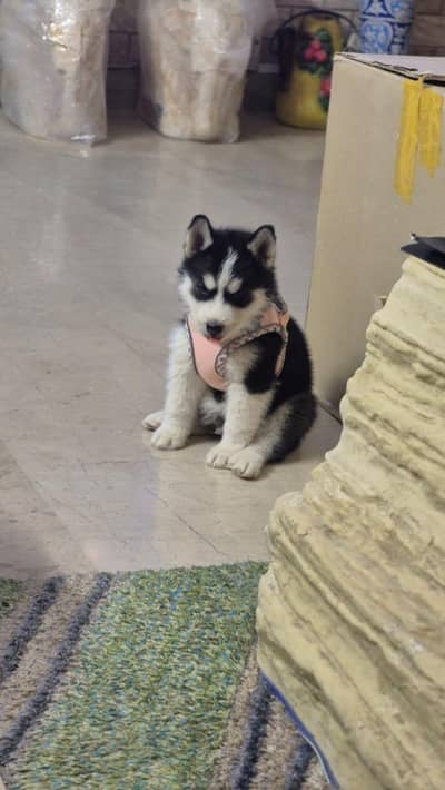 Siberian Husky
