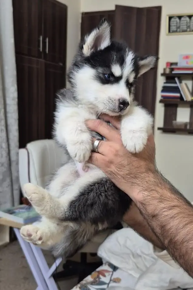 Siberian Husky — photo 3
