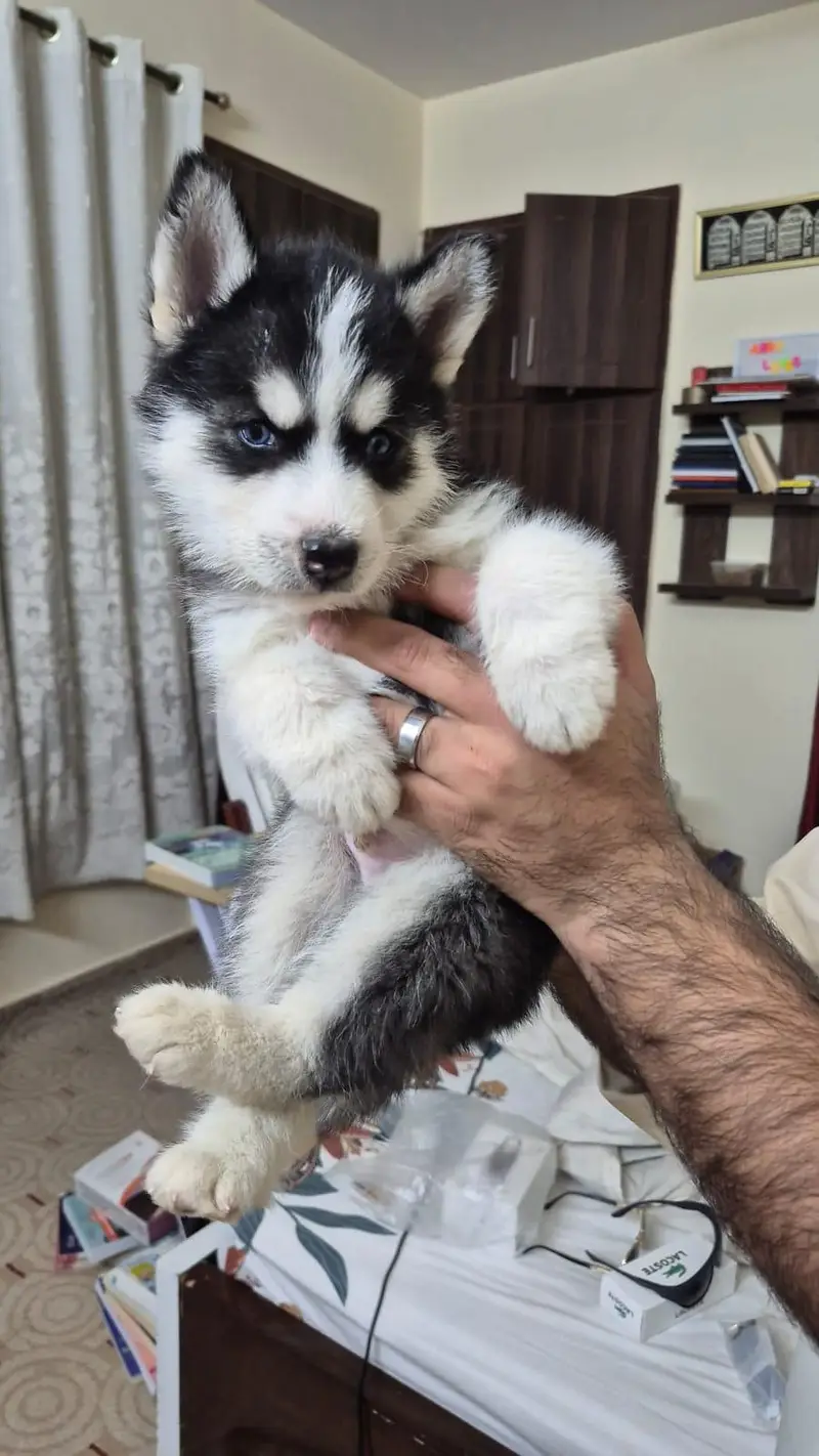 Siberian Husky — photo 4