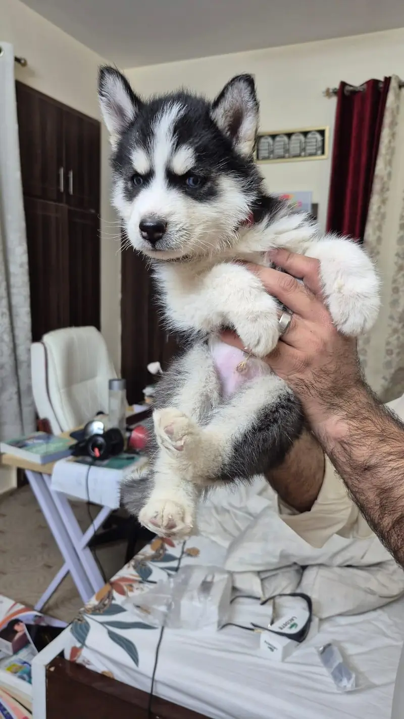 Siberian Husky — photo 5